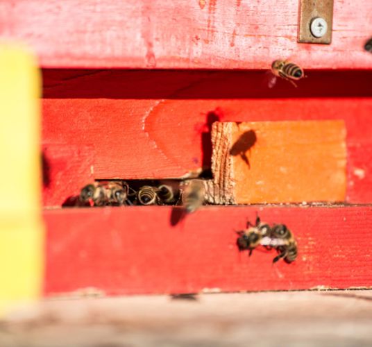 klausen-bienen-honig_wolfgang-gafriller[2]